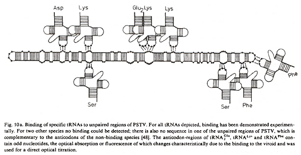tRNA binding at viroid codons