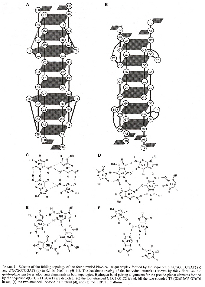 Mixed Quadruplex/Hexaplex