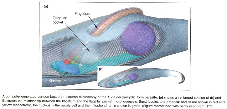 T. brucei Kinetoplast-associated Organelles