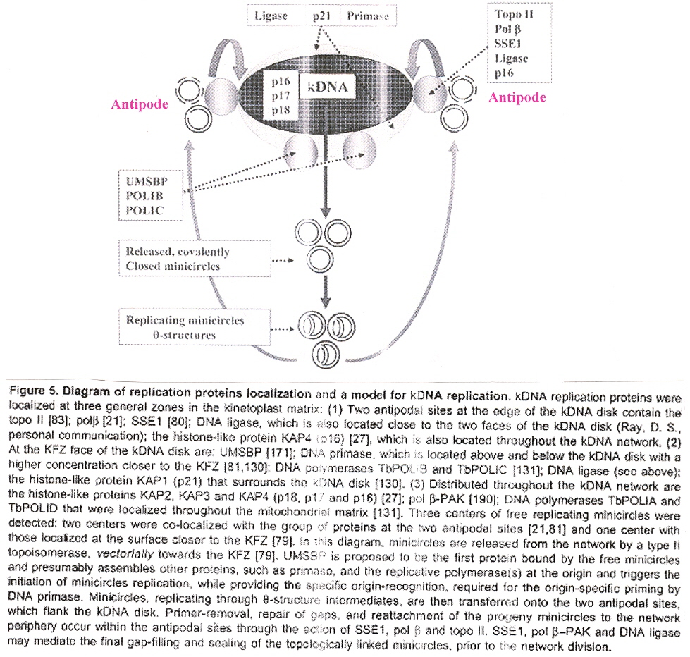 Kinetoplast Disk Antipodal Network Decatenation