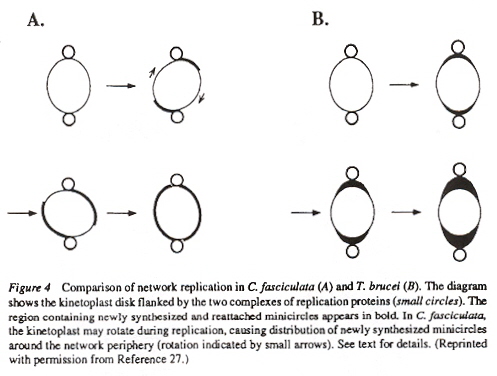 Spinning Kinetoplast Disk