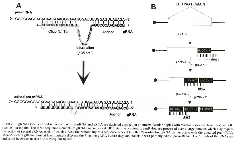 gRNA Editing to pre-mRNA