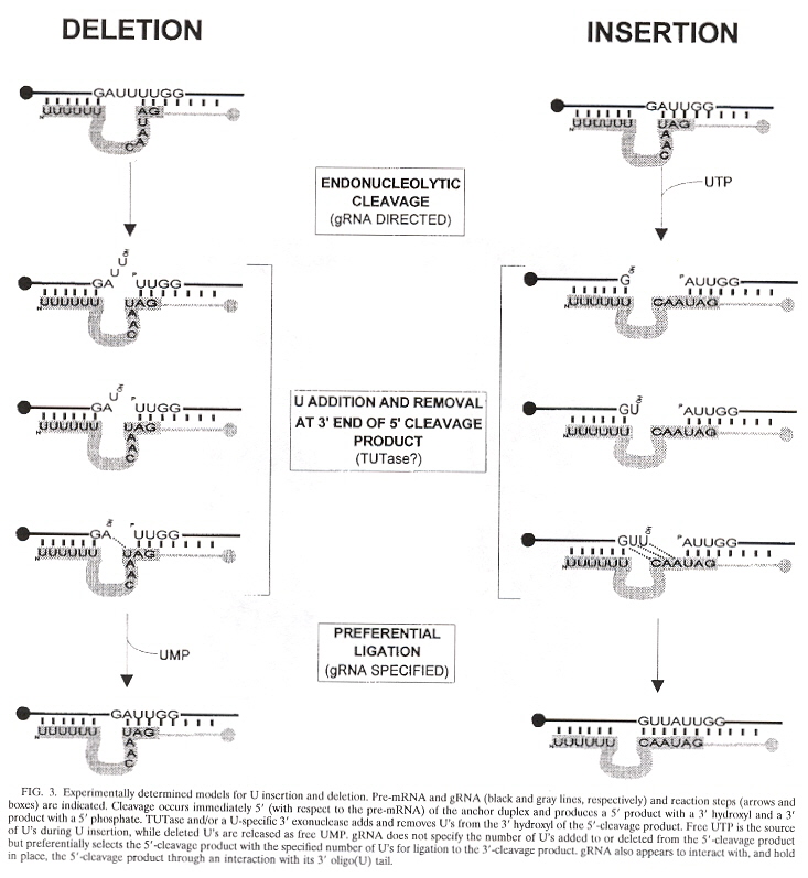gRNA Deletion and Insertion Editing