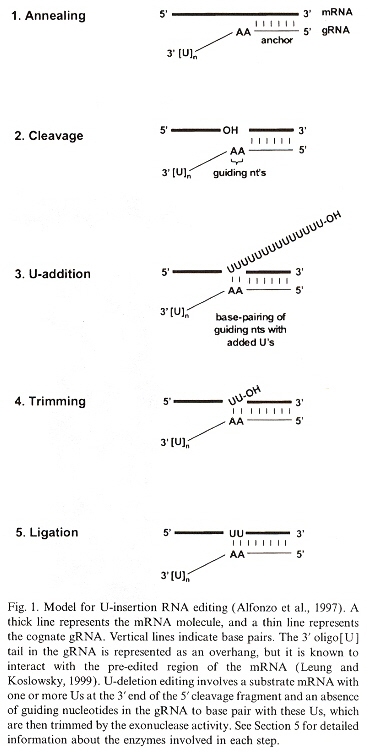 Details of gRNA Editing: U Insertion