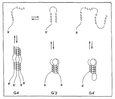 G-quartet Quadruplex Motifs