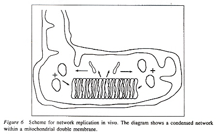 Kinetoplast Disk
