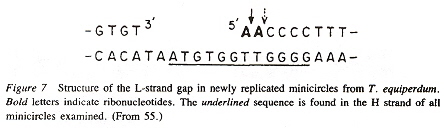 Universal Nucleotide Distiguished Sequences