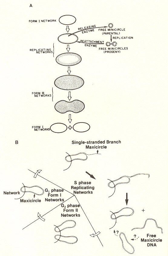kDNA Maxicircle Replication