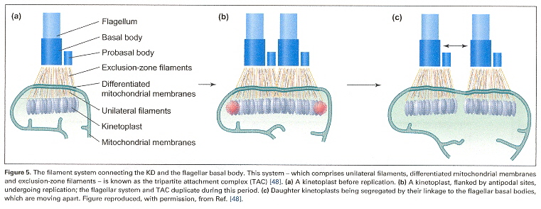 More kDNA Kinetoplast Morphology
