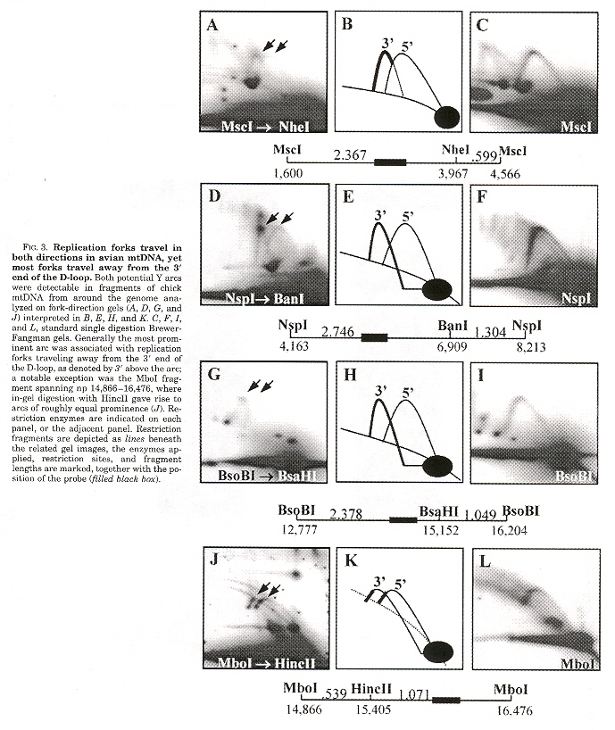 Bidirectional Replication Forks