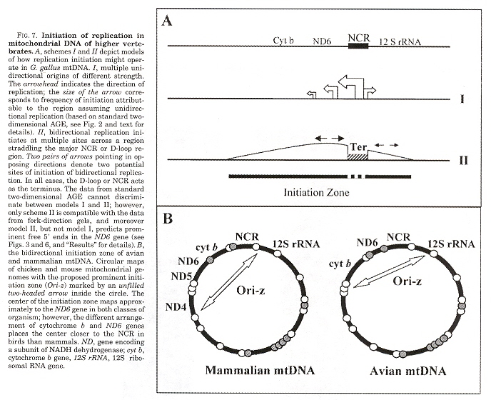 mtDNA Replication Initiation
