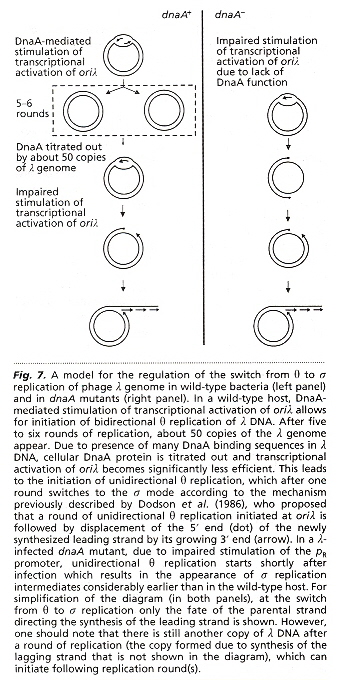θ vs σ replication in λ phage