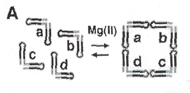 TectoRNA squares