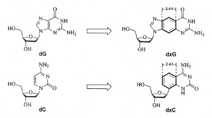 xDNA1